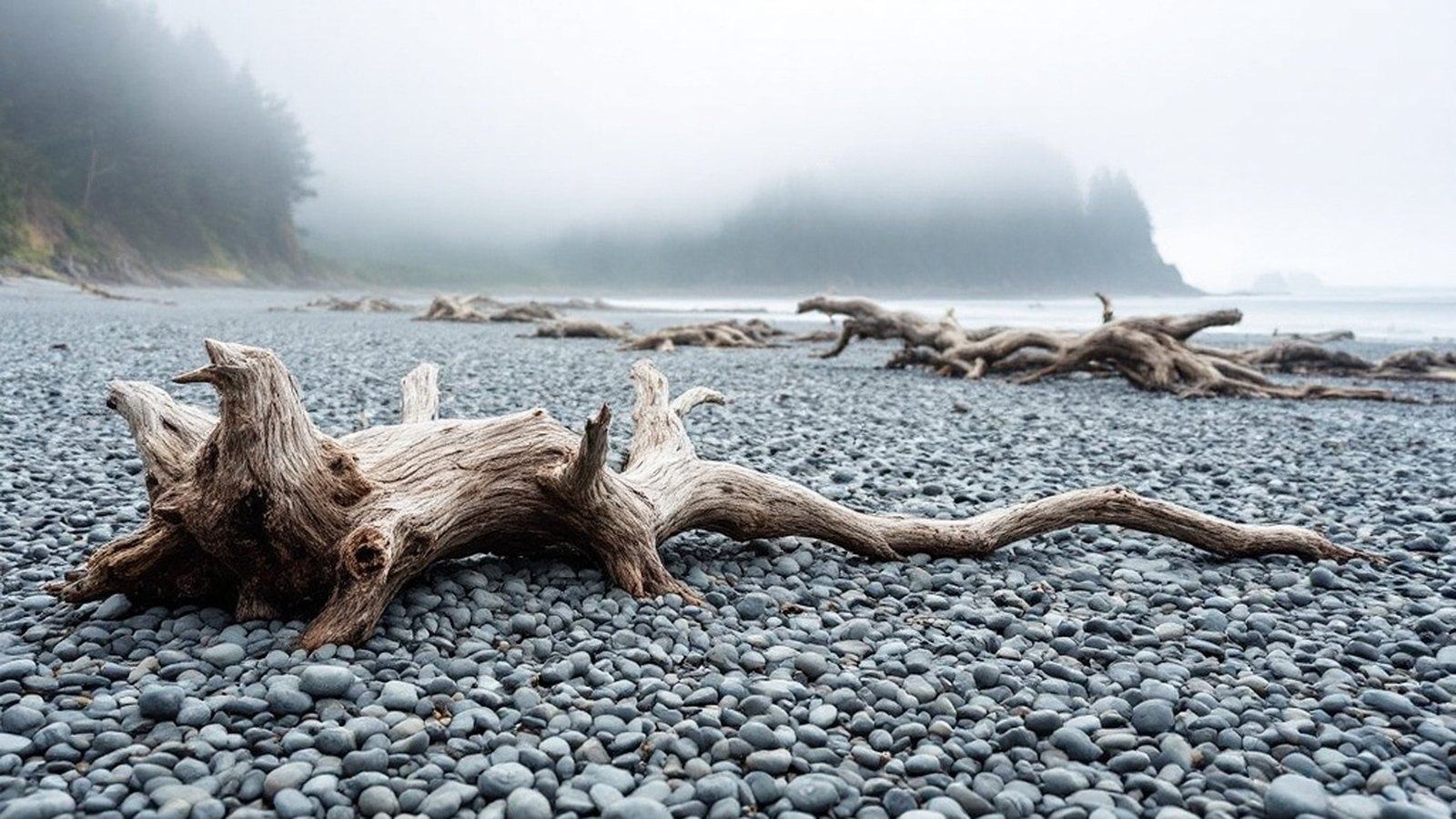 Broad sweep of grey pebbles and salt-bleached driftwood at French Beach